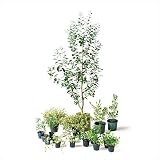 オンリーワン　エントランス向け植栽セット　ブリーゼ　フェイジョア　やさしい景色　UN6-SET04