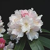 (株)赤塚植物園 スーパーローディー（シャクナゲ） 3.5号 桃色吐息