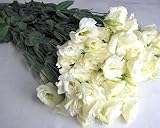 プリティマーメイド 生花 切花 切り花 トルコヤエY&G キングオブエローなど 5本