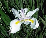 Dietes grandiflora - Large Wild Iris - 10 seeds