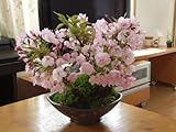 桜の盛り合わせ　　桜盆栽