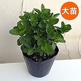 ミント：モヒートミント（イエルバブエナ）4号ポット 2株セット ノーブランド品