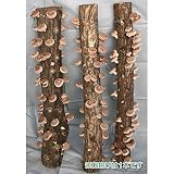ホダキング（しいたけホダ木オガ菌完熟90cm）1本[おいしい椎茸がもりもり生える！] ノーブランド品