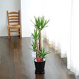 観葉植物　ユッカ・エレファンティペス　8号※黒丸鉢皿付　＜開業祝い　開店祝い　開院祝い　リニューアルオープン祝いに＞