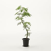 エバーフレッシュ 8号 144cm Spiral エバーフレッシュ 8号 144cm