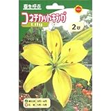 秋植え球根 透し百合 コネチカットキング 黄花 (236783)