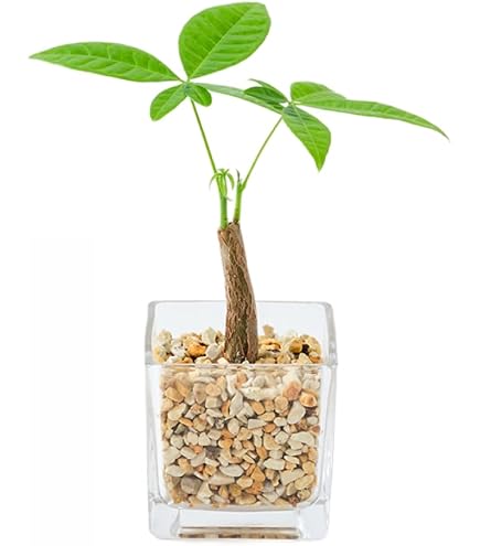 Amazon｜（観葉植物）パキラ 3～3．5号（1ポット） 北海道冬季発送