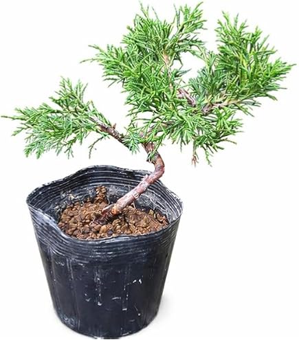 Amazon｜糸魚川真柏 小品盆栽｜観葉植物 オンライン通販