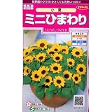 [サカタ　花タネ]ひまわり：ミニひまわり　小夏（矮性種） の種　3袋セット[草丈30cm 春まき]