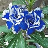 TOPmountain 白いバラの花の種と神秘的な青 2個 美しい花の種 ガーデン装飾植物種子