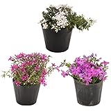 花市場直送便 花苗 芝桜 MIX 12入