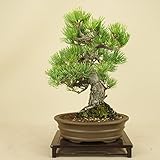 いよじ園 【盆栽 松】 五葉松 貴風サイズ 【父の日ギフト】