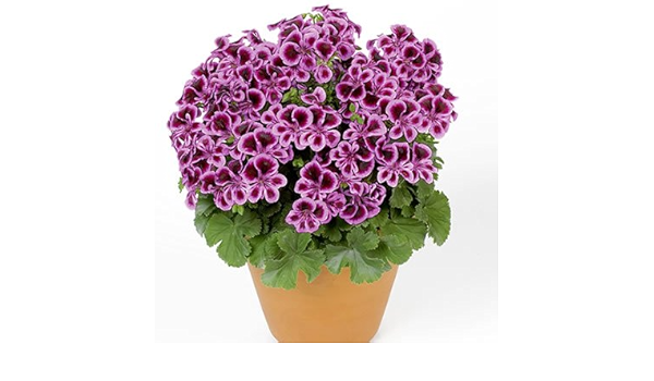 Amazon 宿根草 ペラルゴニウム ペラルゴニューム エンジェルアイズ ブルーベリー １株 花