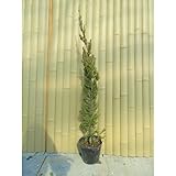 【ノーブランド品】カイズカイブキ樹高1m前後15cmポット/