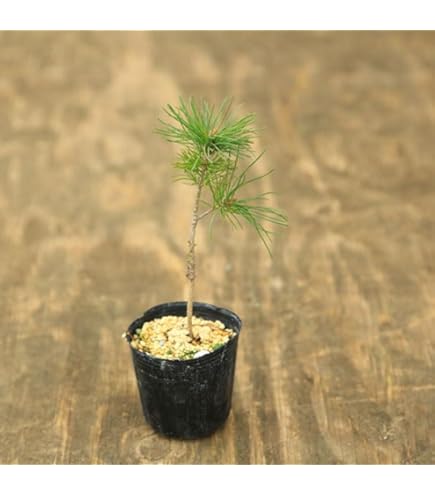 Amazon｜盆栽 松 福島五葉松の根上がりミニ盆栽【現品】（10003798