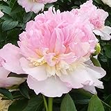 ピオニー（シャクヤク）： エンジェルチークス4号ポット[芍薬]