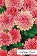 Address Book.: (Flower Edition Vol. 113)Glossy and Soft Cover, Large Print, Font, 6" X 9" for Contacts, Addresses, Phone Numbers, Emails, Birthday and More.