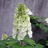 カシワバ（柏葉）アジサイ：スノークイーン(一重）樹高70～80cm根巻き