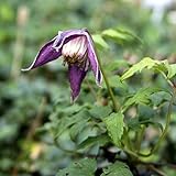 【山野草】深山ハンショウヅル