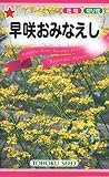 トーホク 早咲おみなえし
