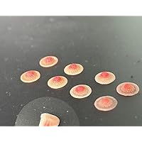 Amazon.co.jp: [VSTOYS] 1/6フィギュア 下着セットフルセット 着替え