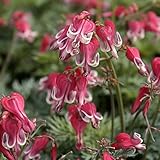 【山野草】四季咲コマクサ「茜」