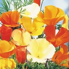 Amazon カリフォルニアポピー 種 カリフォルニアポピー混合 1袋 500mg ポピーの種 ポピーの花 ハナビシソウ 花たね 花の種 種子 タネ 国華園 第四種郵便 22年秋商品 花