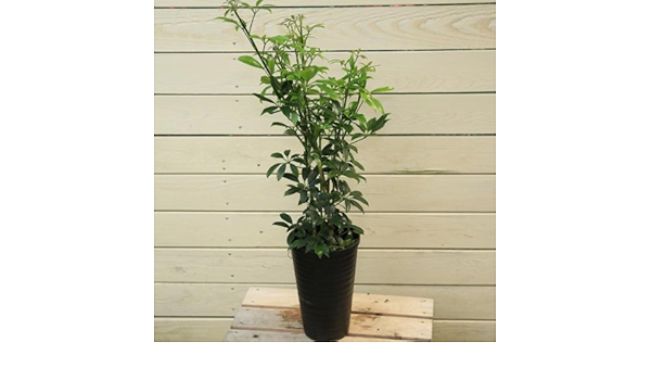 Amazon 観葉植物 シェフレラ コンパクタ 観葉植物 オンライン通販