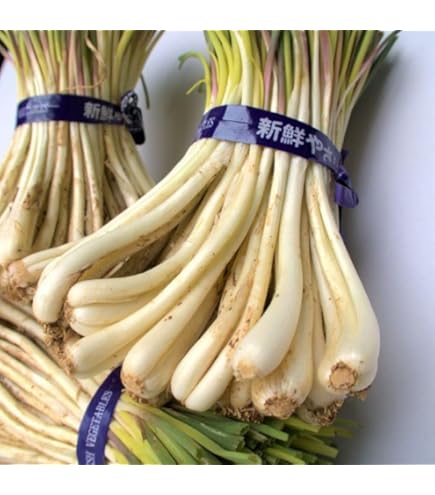 Amazon.co.jp: 沖縄県産 伊江島産 島らっきょう 2kg : 食品・飲料・お酒