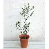 オリーブ：ピクアル6号ポット[塩蔵・オイル兼用種][苗木] ノーブランド品