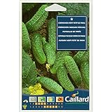 【ノーブランド品】[3～7月まき　野菜タネ]コルニション：ヴェール プティ ドゥ パリ（ピクルスキュウリ） 1袋