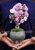 10 Pcs Mini Bonsai Tree Japanese Sakura Seeds,Bonsai Flower Cherry Blossoms Home Graden Decoration 2
