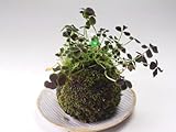 四葉のクローバーの苔玉