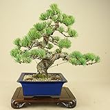 いよじ園 五葉松 宮島（中品盆栽）（松柏盆栽）