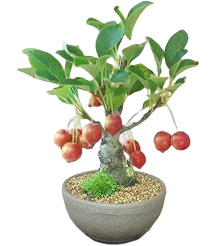 Amazon.co.jp: 盆栽 実付き！姫りんご（紅乙女）の鉢植え盆栽【現品