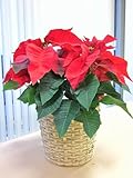 ポインセチア６号カゴ入り　お歳暮ギフトやクリスマスシーズンにピッタリです。大切な人へのプレゼントにもどうぞ♪