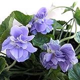 ニオイスミレ：パープル八重咲き3号ポット 4株セット[スィートバイオレット]