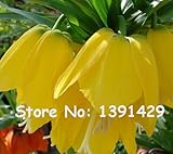 50個の種子イエローインペリアルクラウン種子ヨウラクユリ黄体種子簡単に工場グラウンドカバー植物、庭のための盆栽を育てるために、