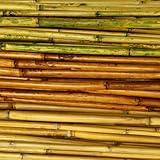 川Cane – 川Cane竹3 – 4フィート長い、25 pc Bunch Single Bunch