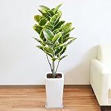 人工観葉植物 フィカス・アルテシーマ(アルテシマゴム) スクエア陶器鉢 光触媒加工