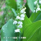 山野草:八重咲きスズラン 9cmポット苗40ポットセット【紫桜館山の花屋】