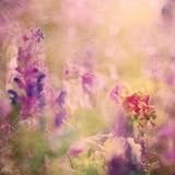 26875115 – AmazingパープルフクシアHazy Florals Casadeco壁紙