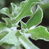 国華園　野菜たね　サラダ野菜　アイスプラント　1袋（0.02g）【※発送が国華園からの場合のみ正規品です】