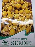 【 珍種子】 食用ほおずき (40粒入)