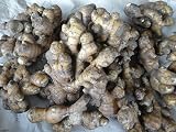 千葉産 種生姜 1箱2,5kg 三州生姜