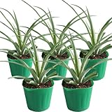 パイナップル(ボゴール種)苗　5鉢セット