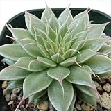 irzグラプトベリア シルバースター(多肉植物 グラプトベリア 9cmポット)