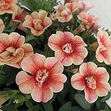 カリブラコア：アンティークNo.38　　3.5号ポット 4株セット ノーブランド品