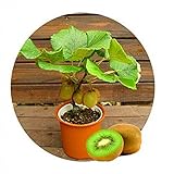 Thailand Kiwi Tree seeds Mini Fruit Bonsai Plants for home and garden 100pcs Kiwi A1