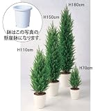 エフプランター 人工観葉植物-ゴールドクレストGREEN-110-7号鉢-懸崖鉢